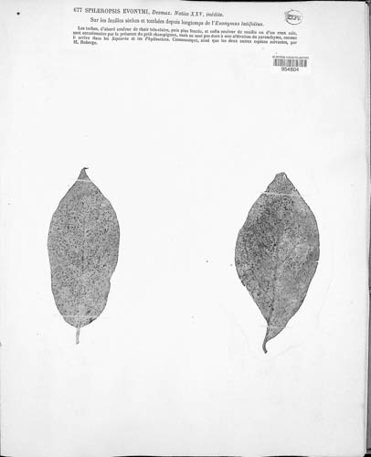 Sphaeropsis euonymi image